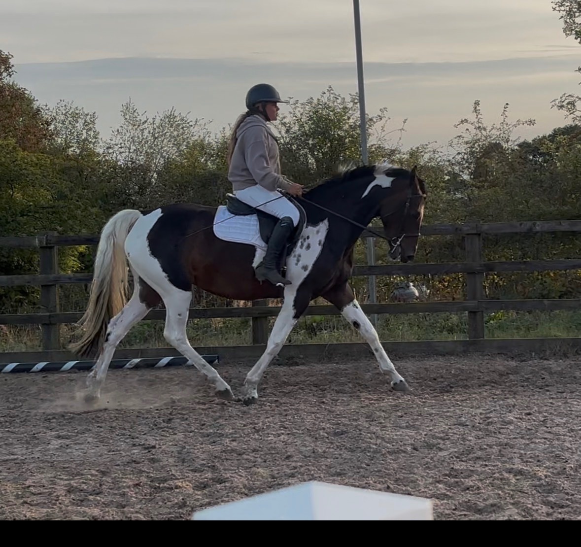 Alsager "Melody" Coloured Mare All Rounder