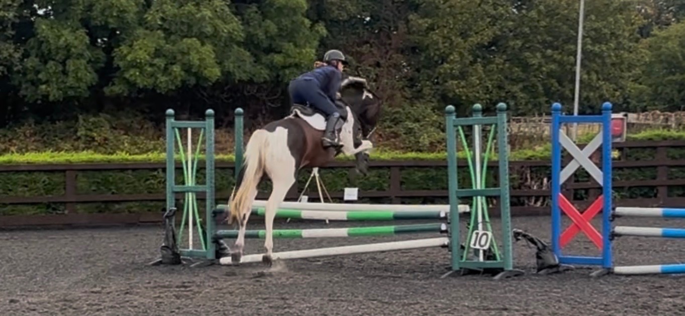 "Melody" Coloured Mare All Rounder - Horses in Alsager