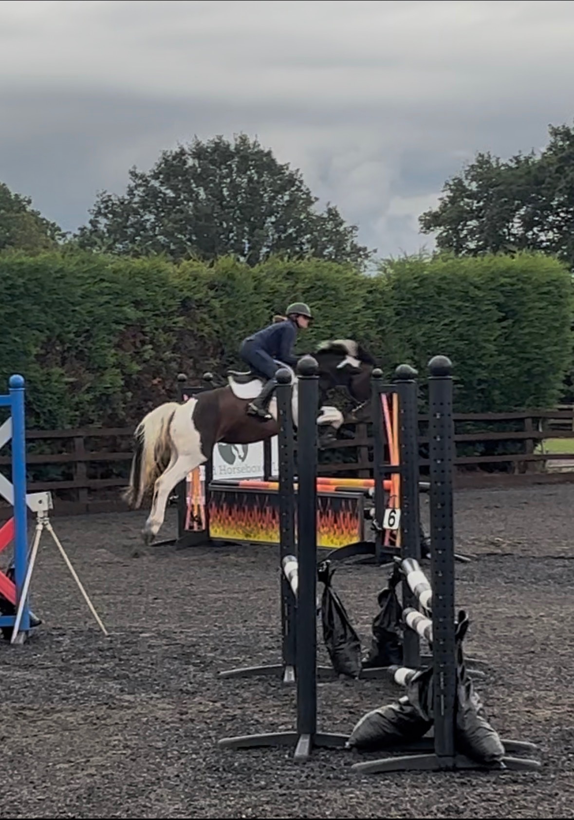 "Melody" Coloured Mare All Rounder - Horses