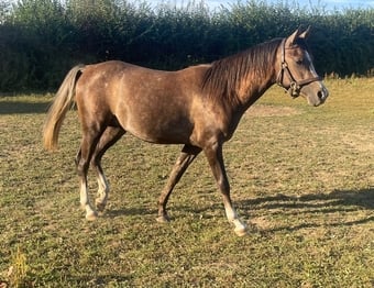 "Sadalmalik" Grey Colt Youngstock / Foal