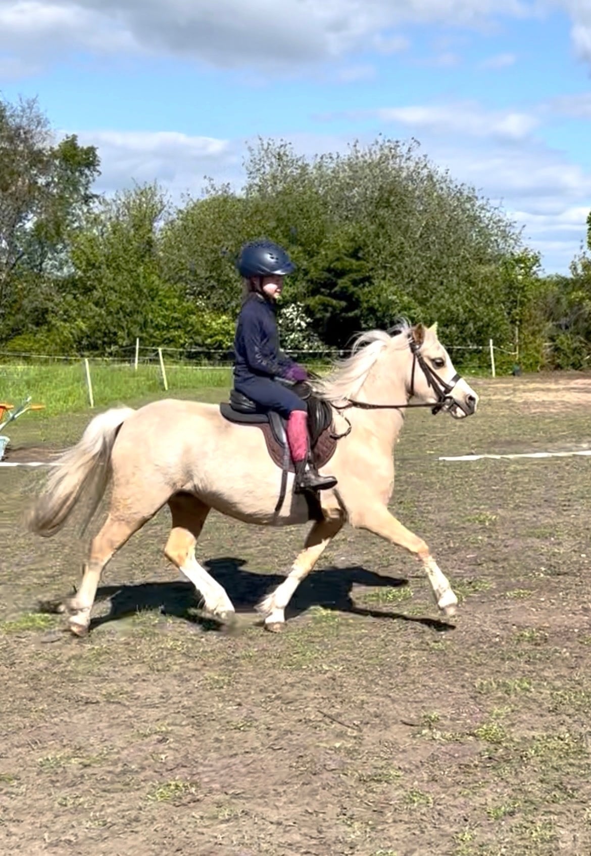 Liverpool "Danjo Cinderella aka Cindy" Palomino Mare Lead Rein/First Ridden Pony