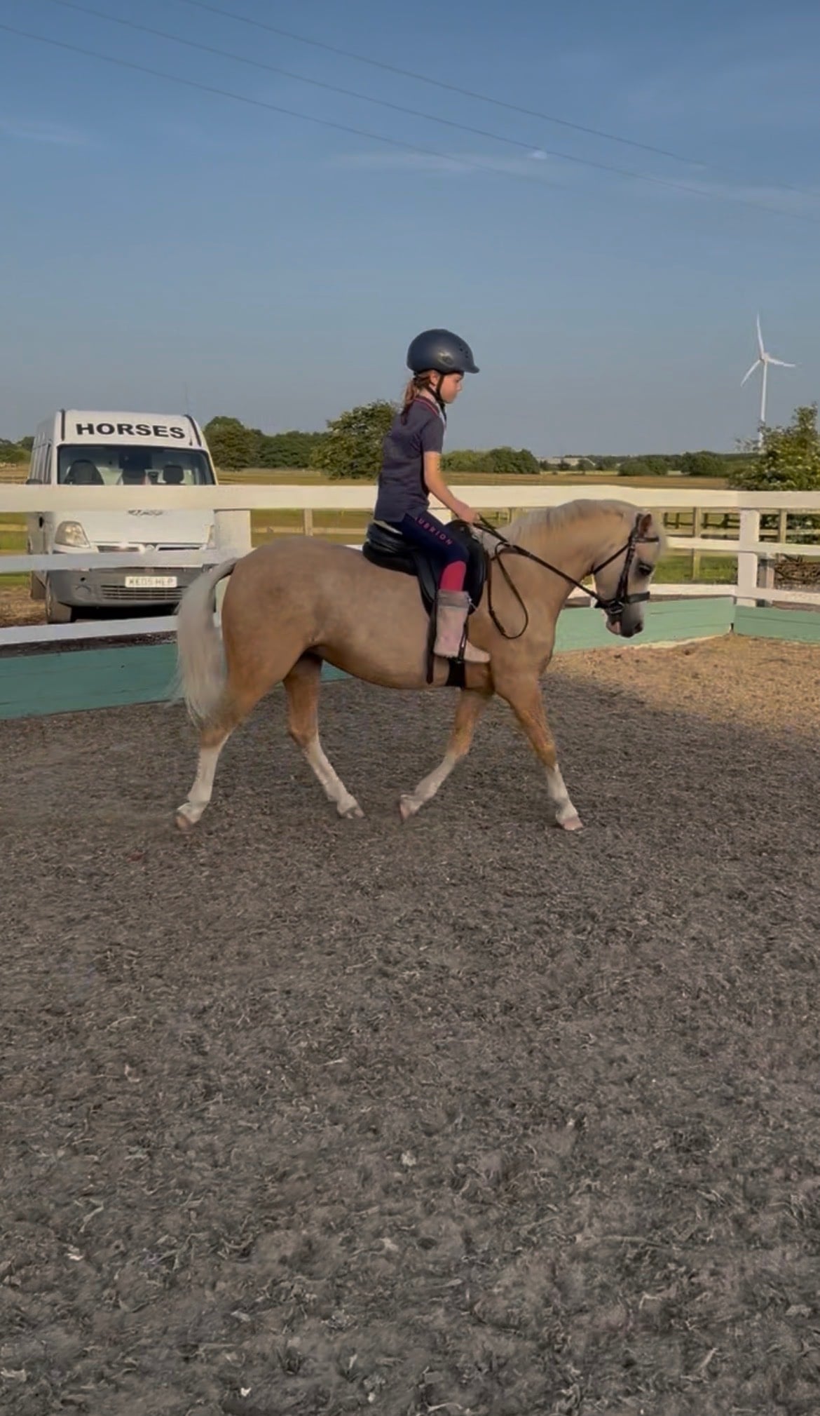 "Danjo Cinderella aka Cindy" Palomino Mare Lead Rein/First Ridden Pony - Horses in Liverpool
