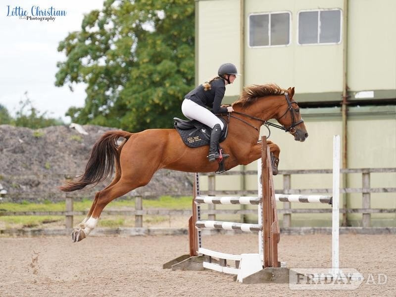 Denbigh "Kasanova" Chestnut Gelding All Rounder