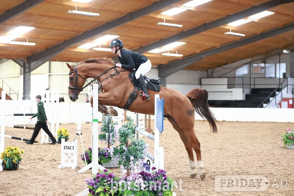 "Kasanova" Chestnut Gelding All Rounder