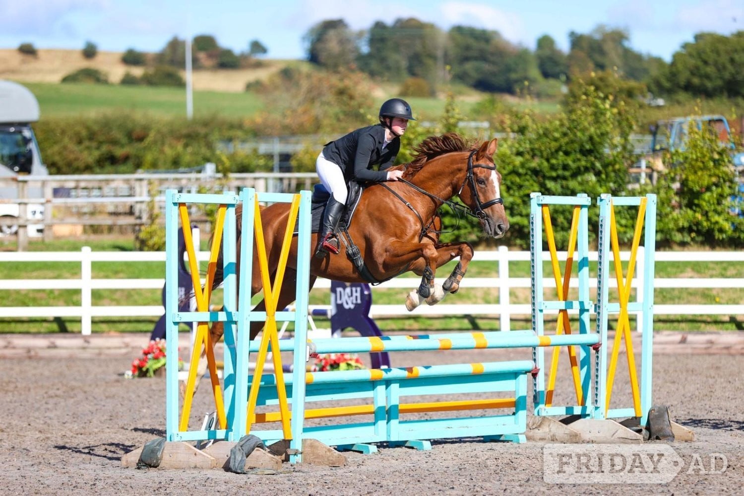 "Kasanova" Chestnut Gelding All Rounder in Denbigh