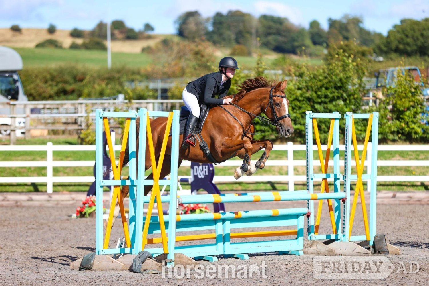 "Kasanova" Chestnut Gelding All Rounder in Denbigh