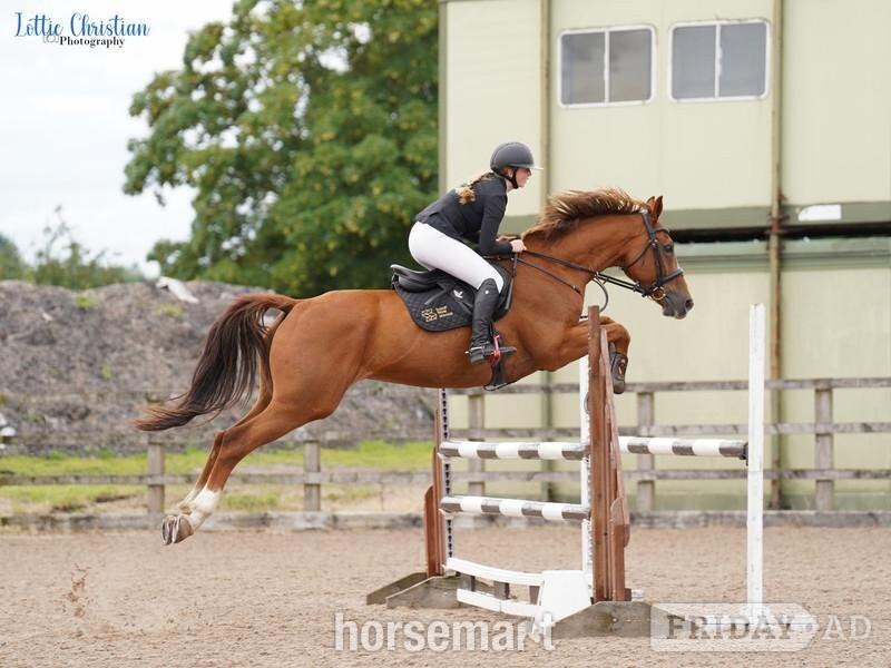 Denbigh "Kasanova" Chestnut Gelding All Rounder