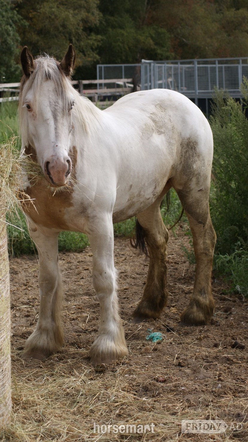 "Mccormac " Lemon &amp; White Gelding Cob/Heavy Horse in King's Lynn