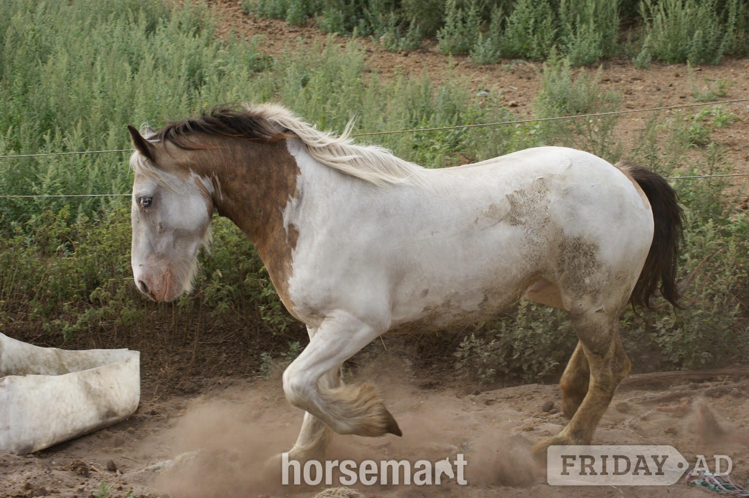 "Mccormac " Lemon &amp; White Gelding Cob/Heavy Horse