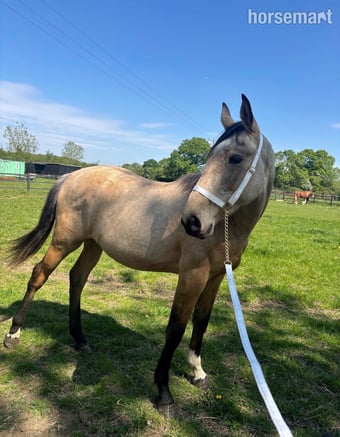 "Buster " Buckskin Gelding Young Sport Horse