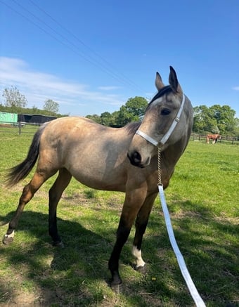 "Buster " Buckskin Gelding Young Sport Horse
