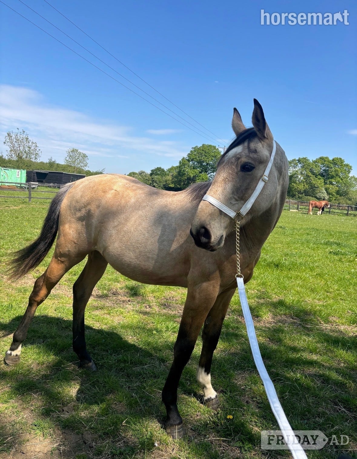"Buster " Buckskin Gelding Young Sport Horse in Stevenage