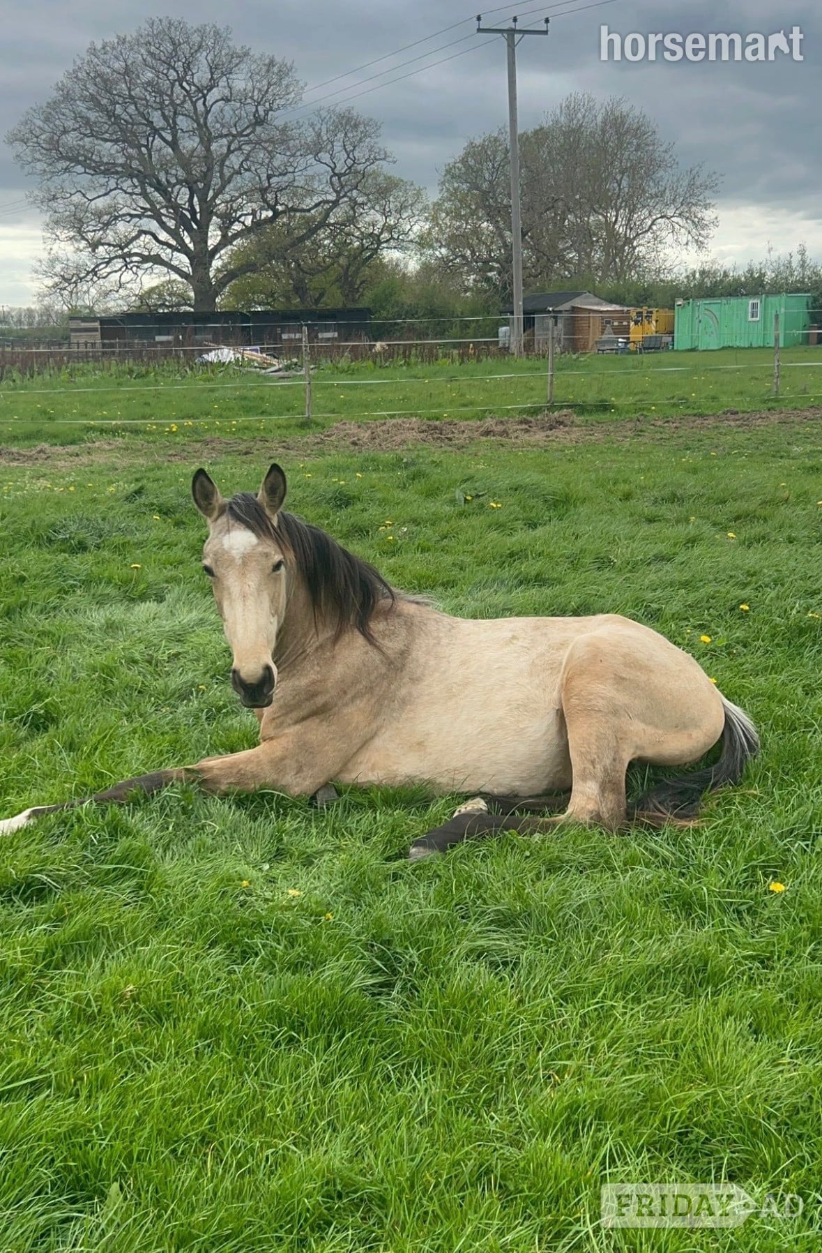 "Buster " Buckskin Gelding Young Sport Horse