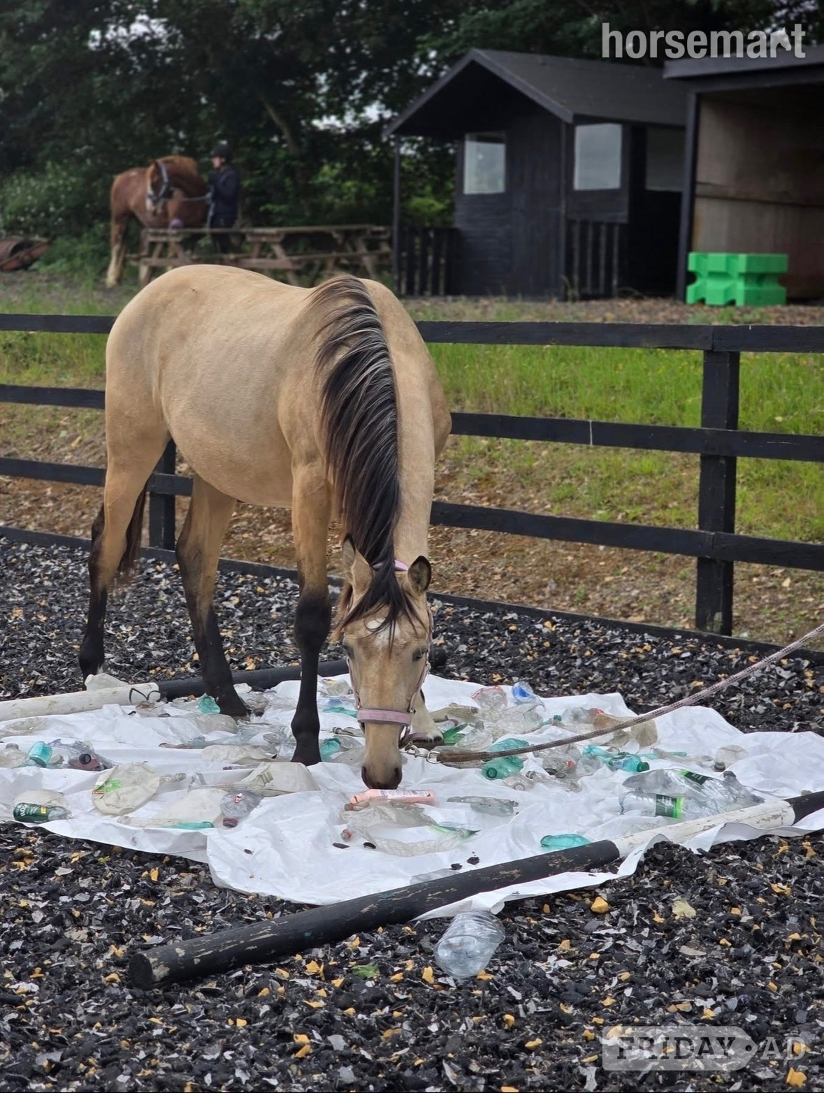 Stevenage "Buster " Buckskin Gelding Young Sport Horse