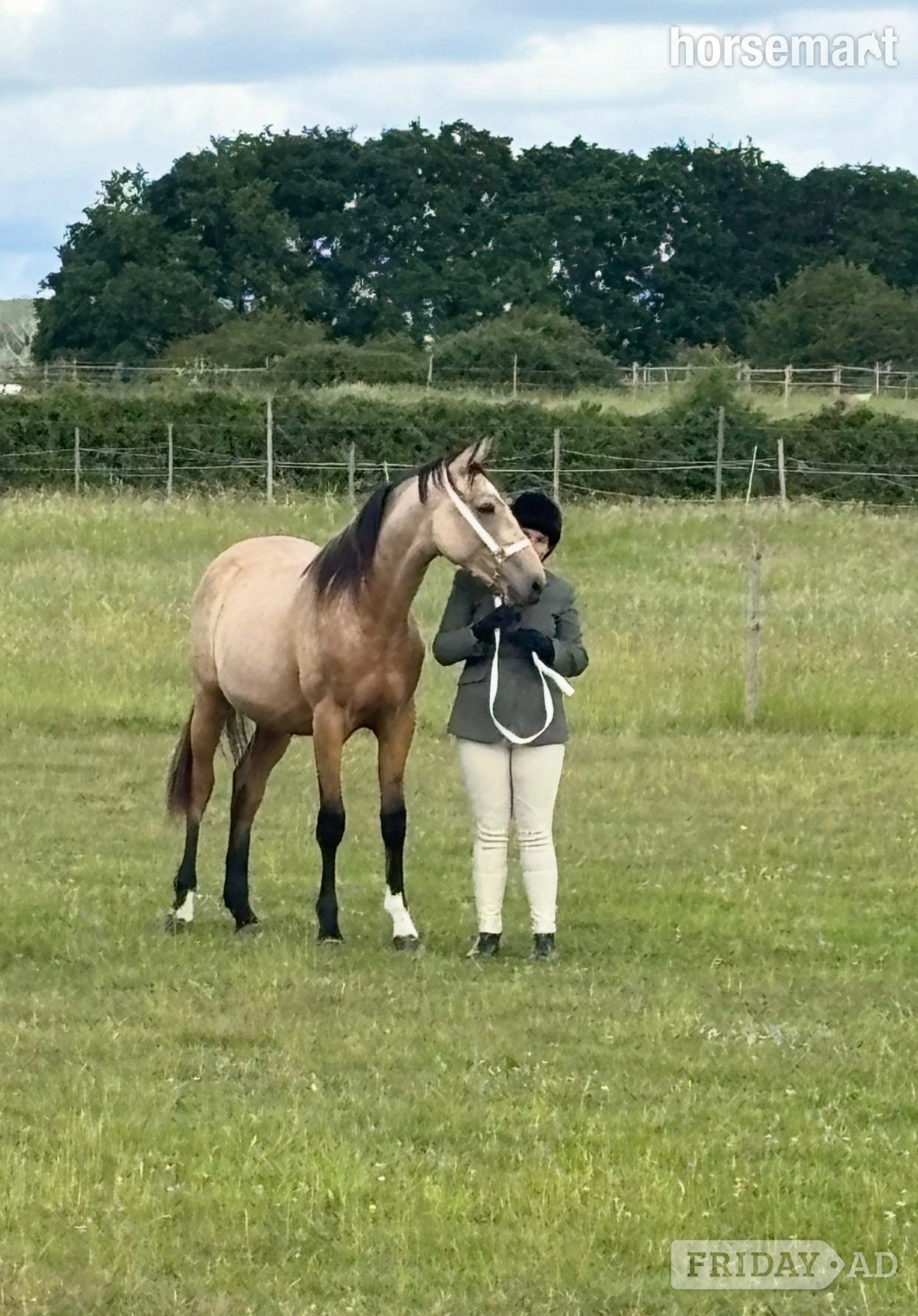 "Buster " Buckskin Gelding Young Sport Horse - Horses in Stevenage