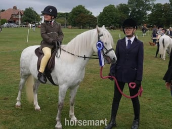 "Missy" Rose Grey Mare Project Horse