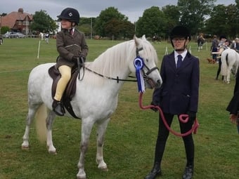 "Missy" Rose Grey Mare Project Horse