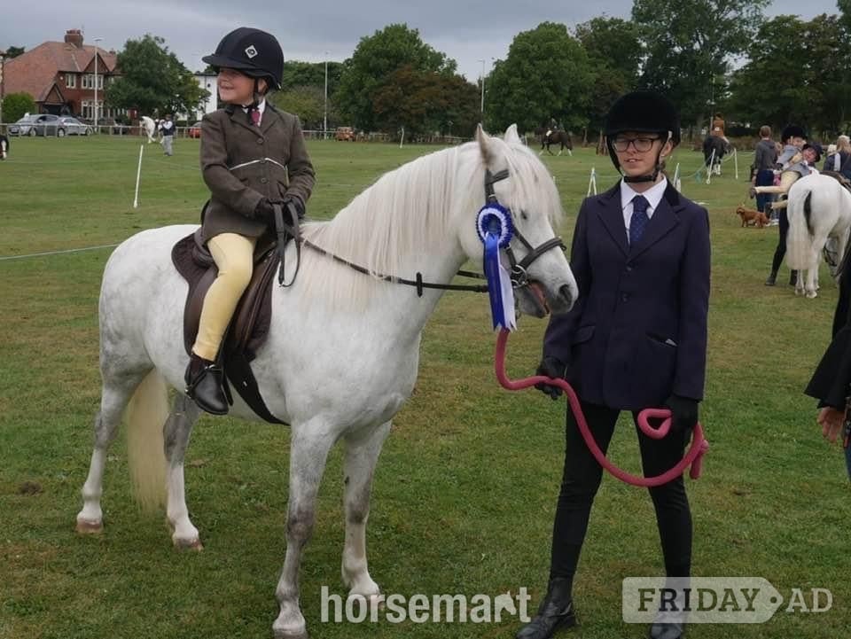"Missy" Rose Grey Mare Project Horse in Preston