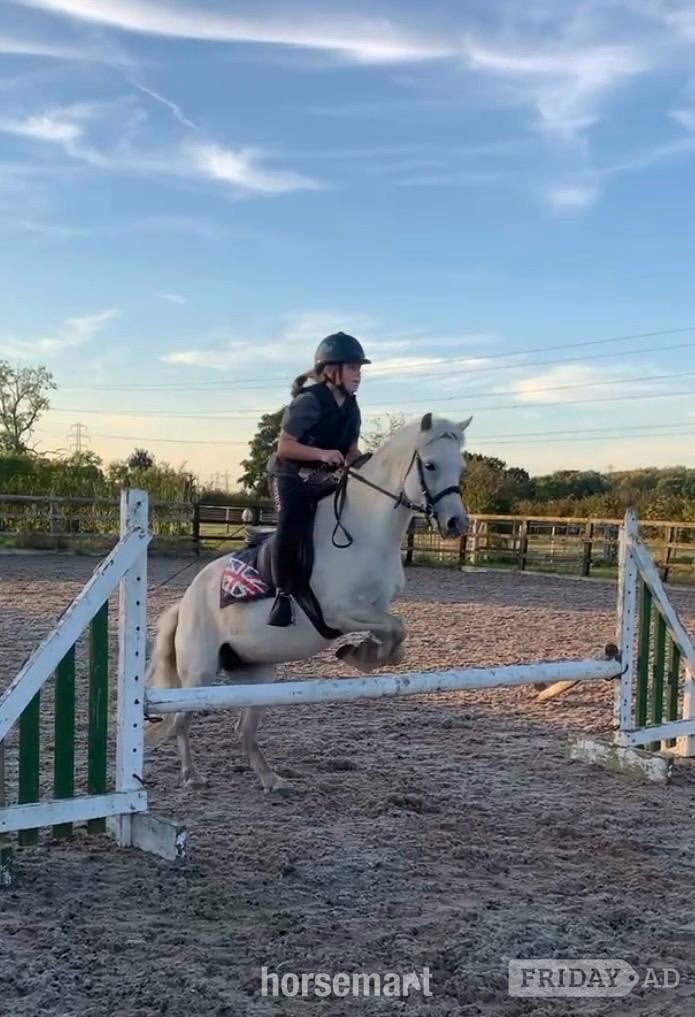 Preston "Missy" Rose Grey Mare Project Horse