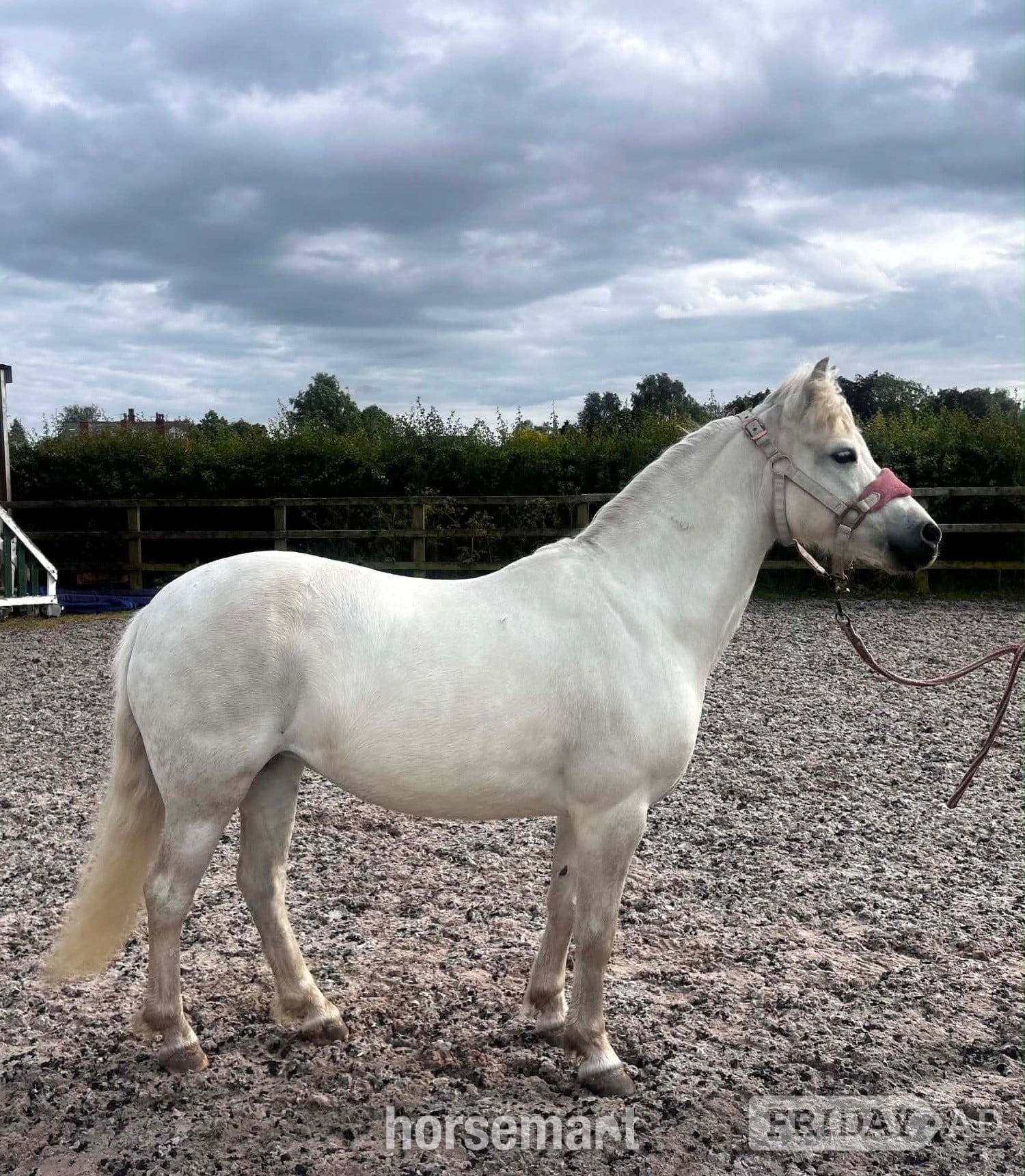 "Missy" Rose Grey Mare Project Horse - Horses in Preston
