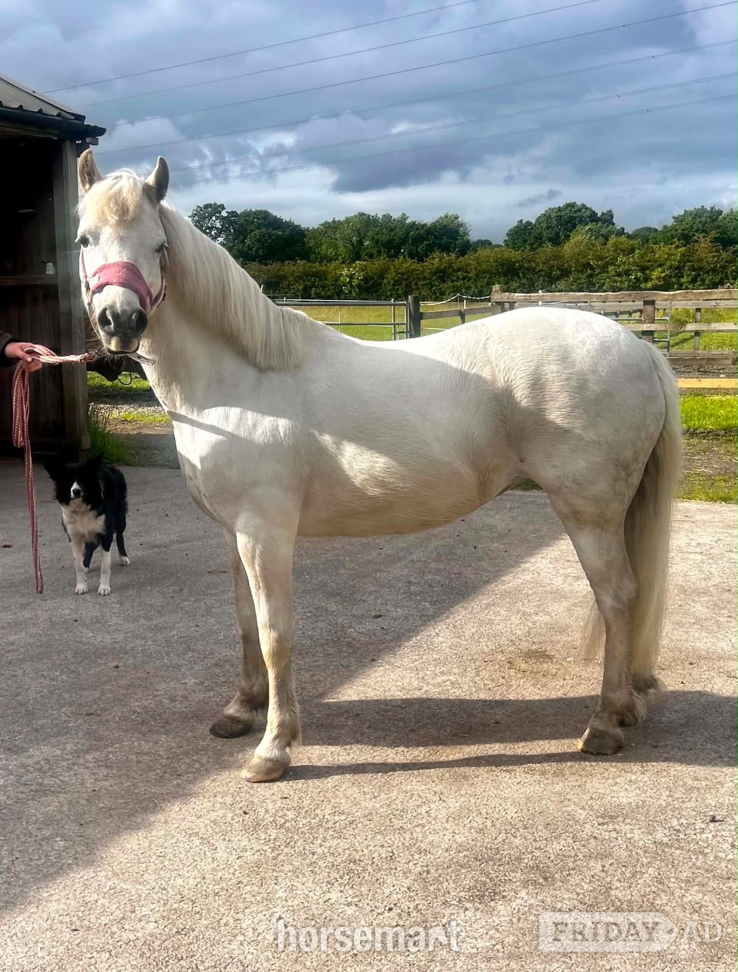 "Missy" Rose Grey Mare Project Horse - Horses