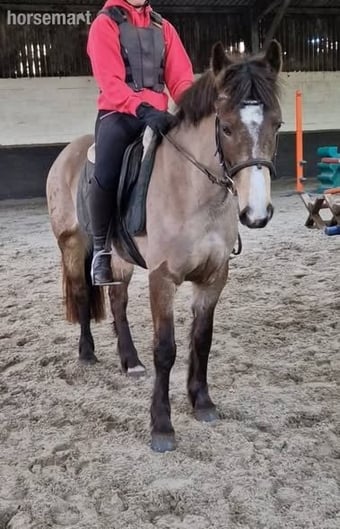 "Munchie" Chocolate Dun Mare All Rounder