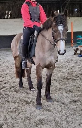 "Munchie" Chocolate Dun Mare All Rounder