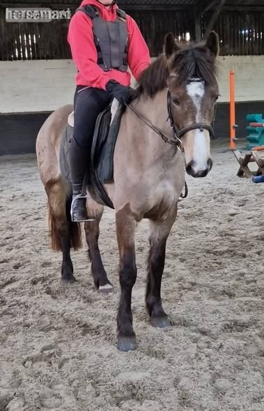 "Munchie" Chocolate Dun Mare All Rounder in King's Lynn