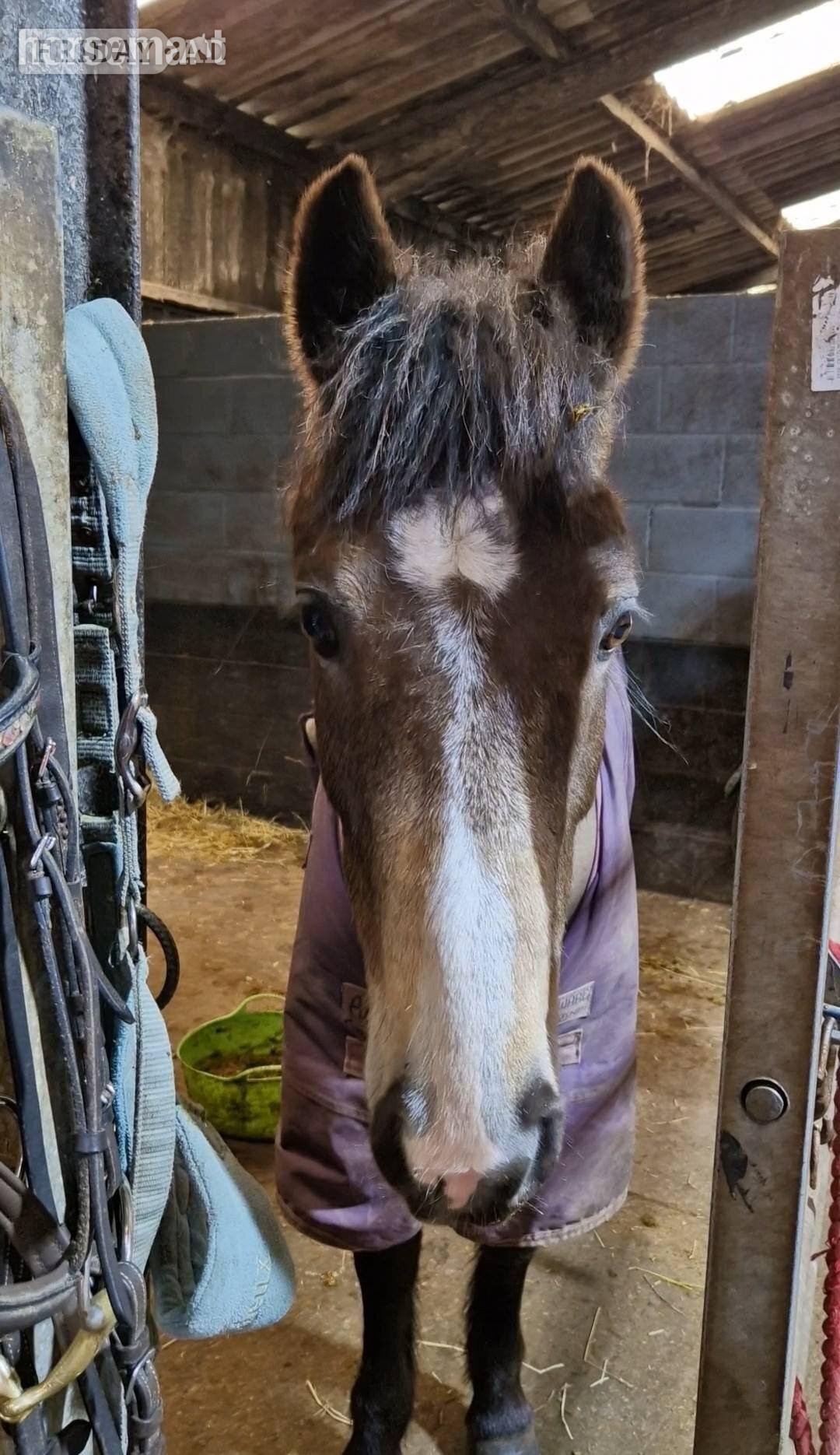 "Munchie" Chocolate Dun Mare All Rounder