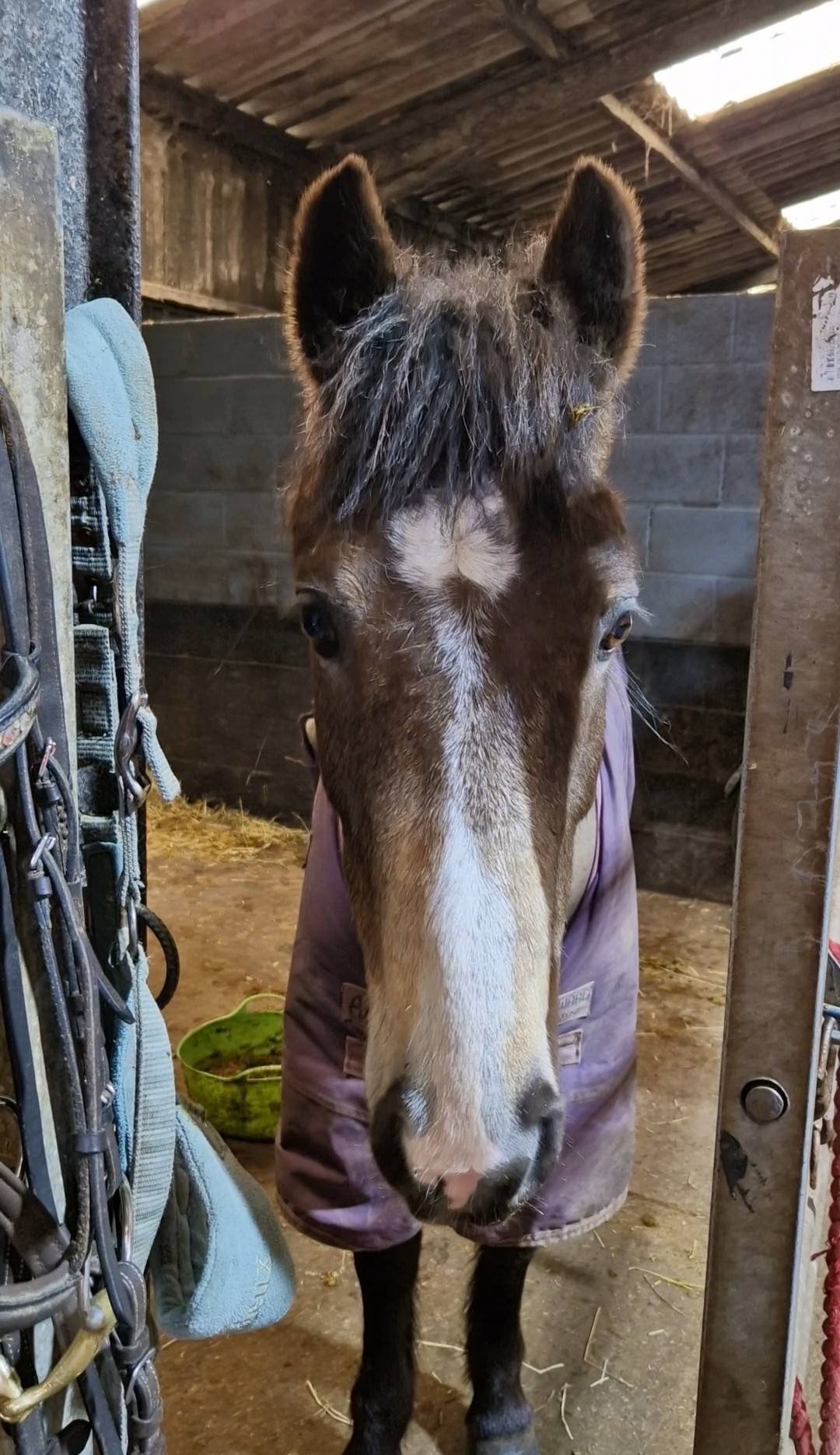 "Munchie" Chocolate Dun Mare All Rounder