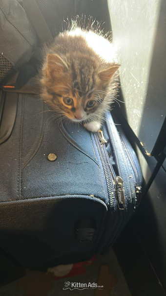 Kittens short haired 