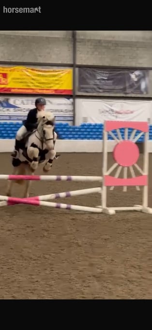 "Eddie" Piebald Gelding Pony Club Pony