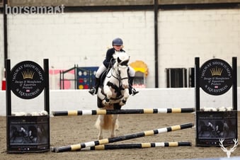 "Eddie" Piebald Gelding Pony Club Pony