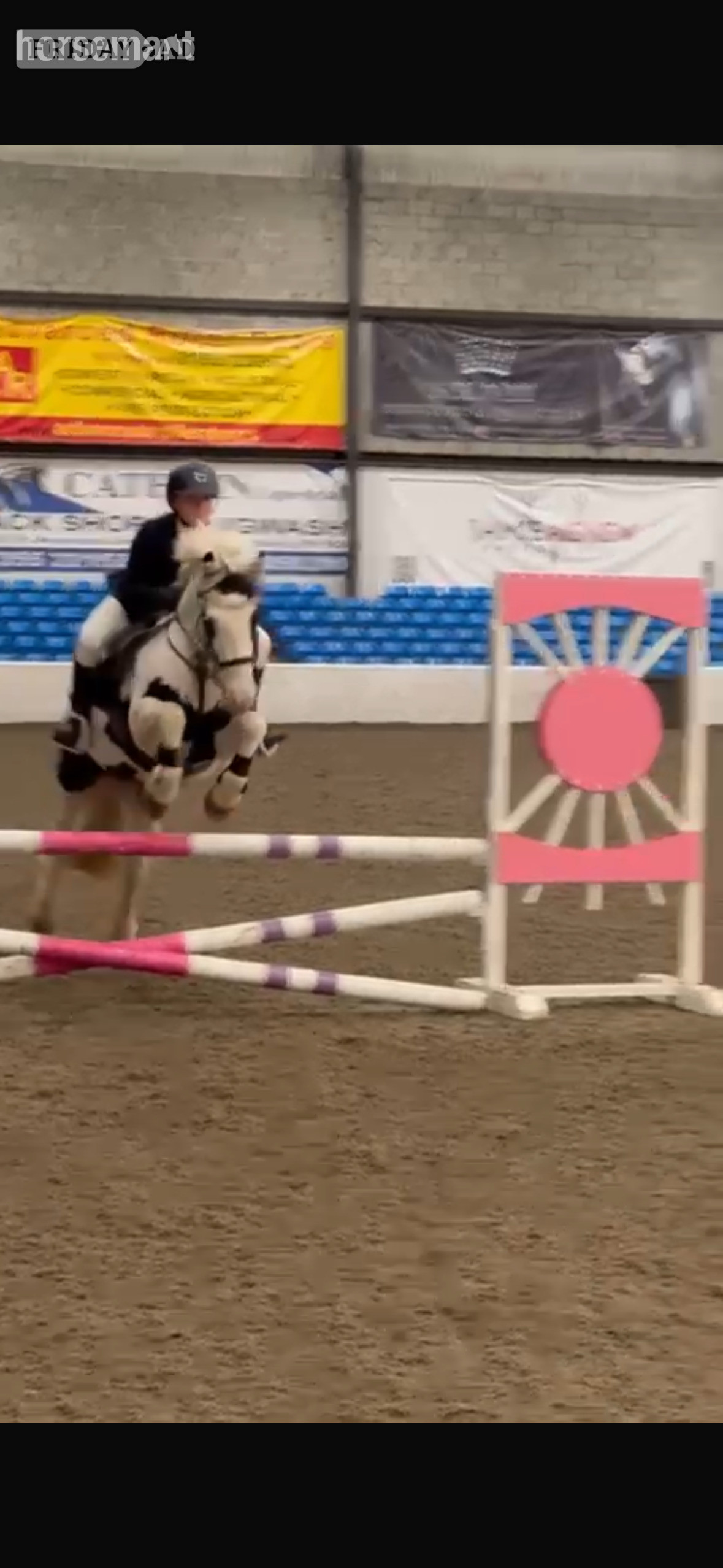 "Eddie" Piebald Gelding Pony Club Pony in Dumfries