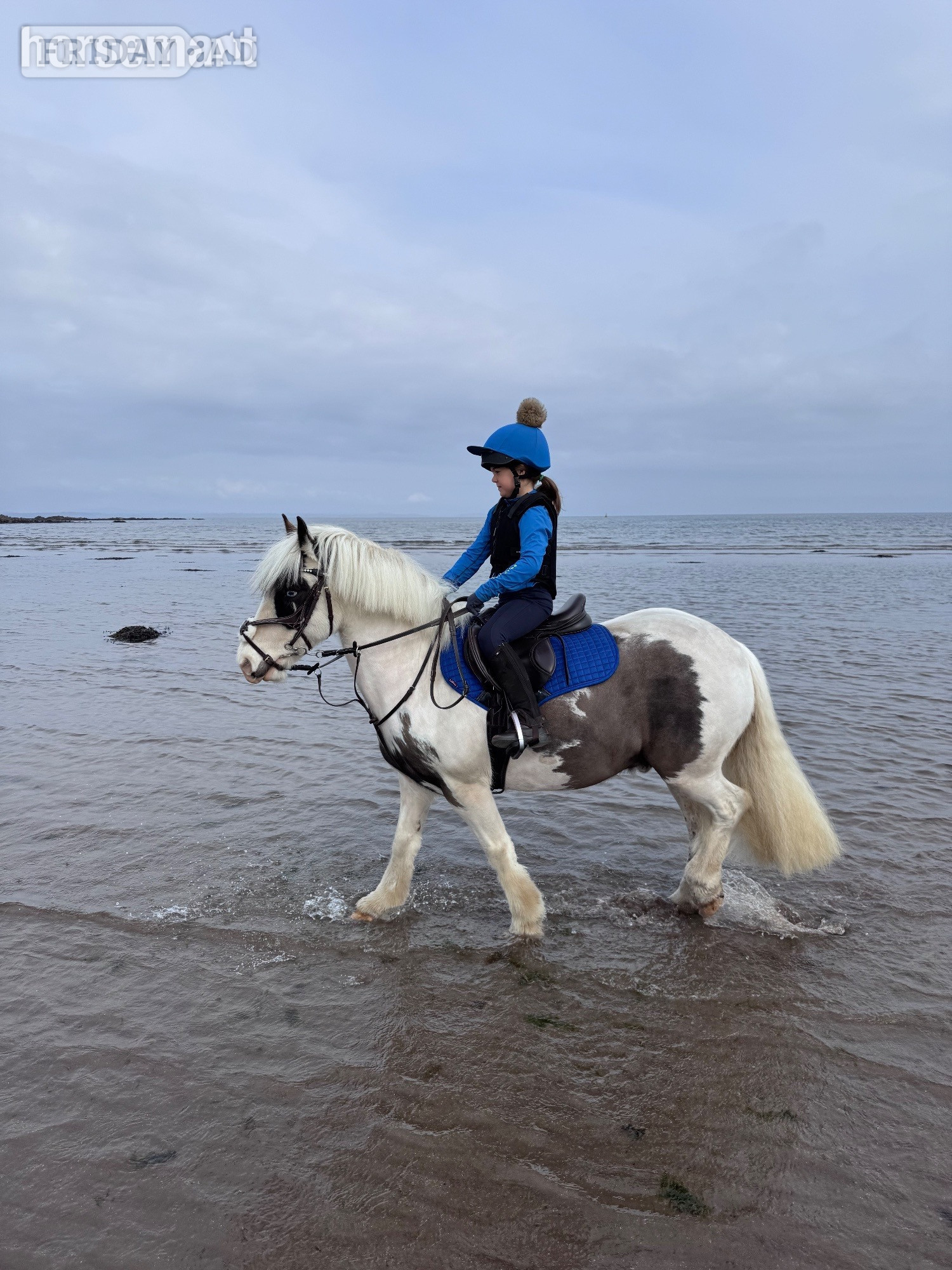 "Eddie" Piebald Gelding Pony Club Pony