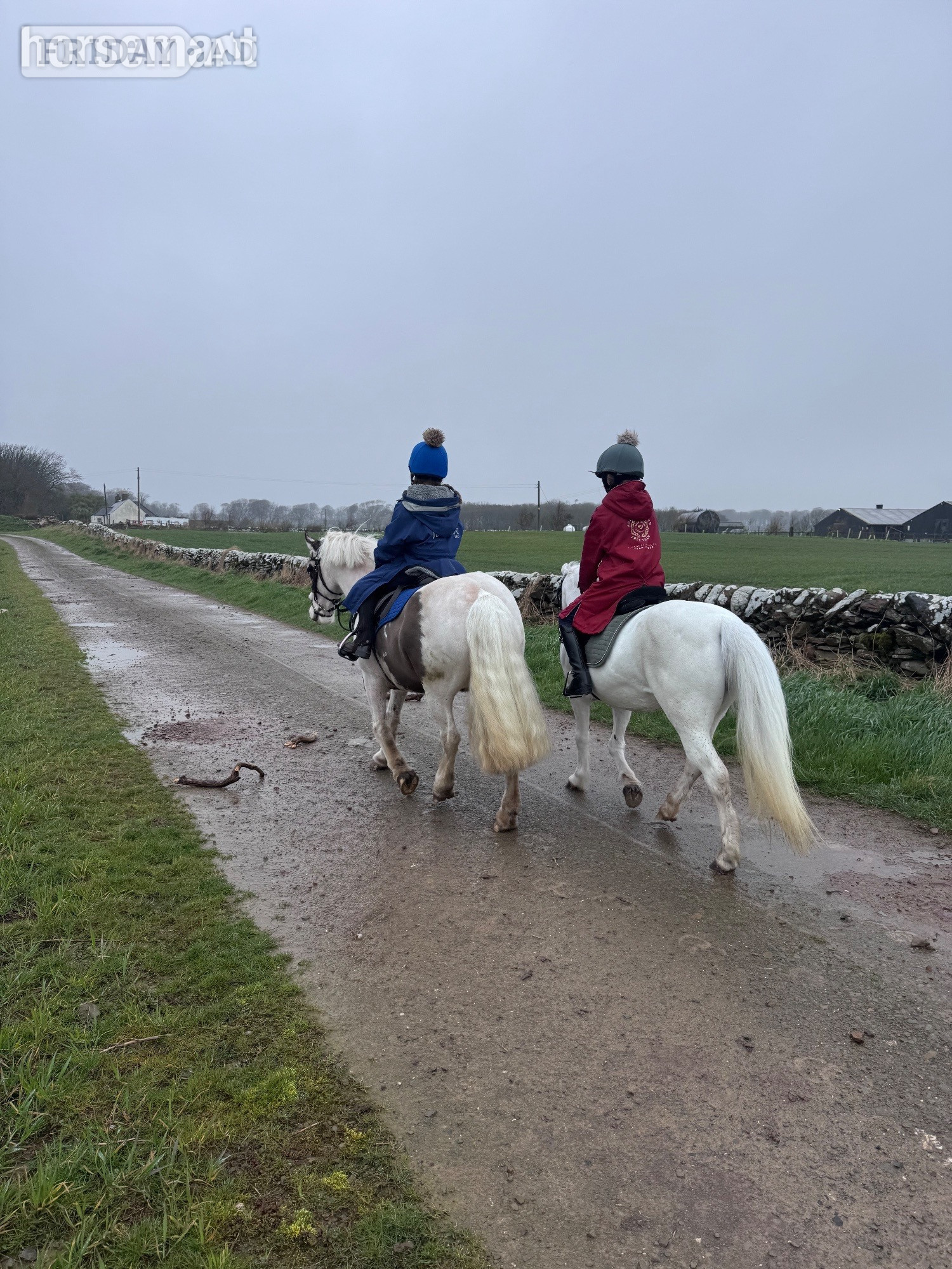 Dumfries "Eddie" Piebald Gelding Pony Club Pony