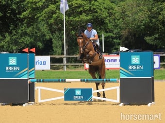 "Cece" Bay Mare Young Sport Horse