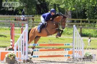 "Cece" Bay Mare Young Sport Horse
