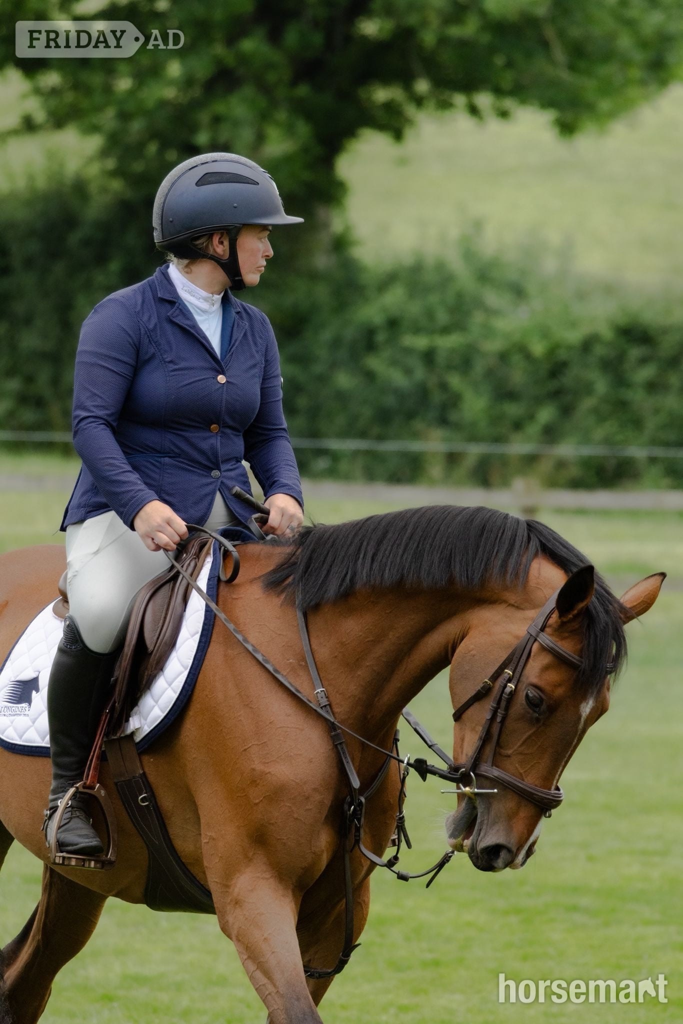 "Cece" Bay Mare Young Sport Horse