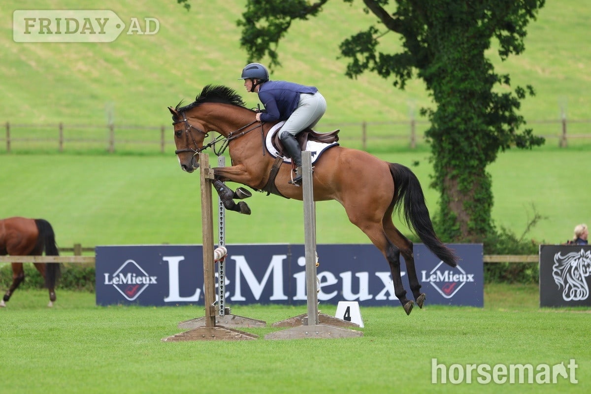 Godalming "Cece" Bay Mare Young Sport Horse