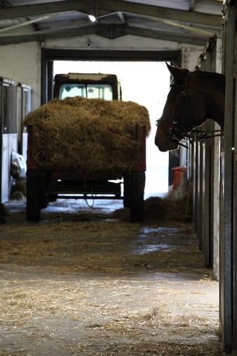 "Beat The Odds" Bay Filly Ex Racehorse