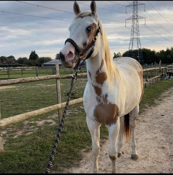 "Trilby " Red Dun Gelding Coloured