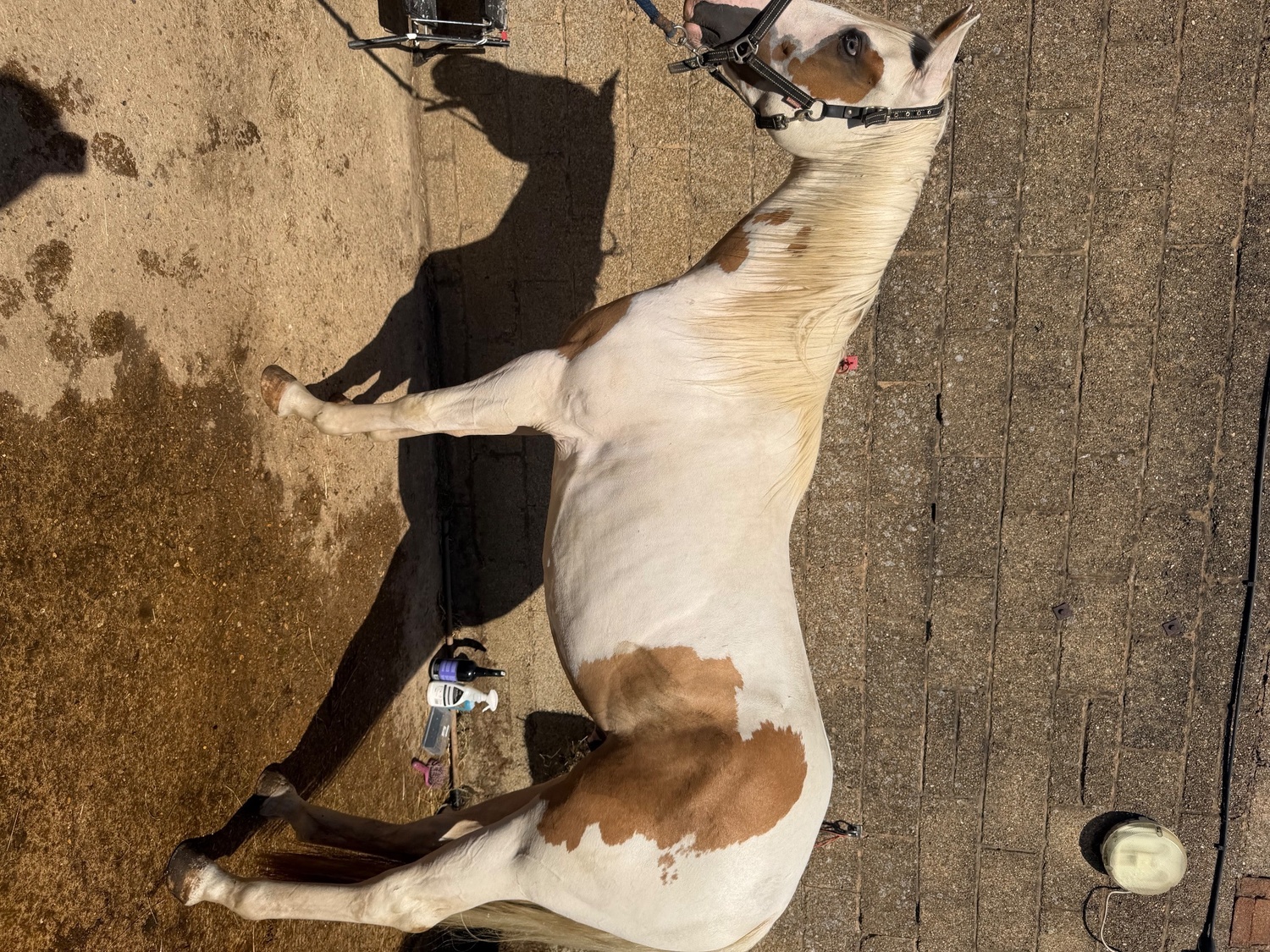 "Trilby " Red Dun Gelding Coloured