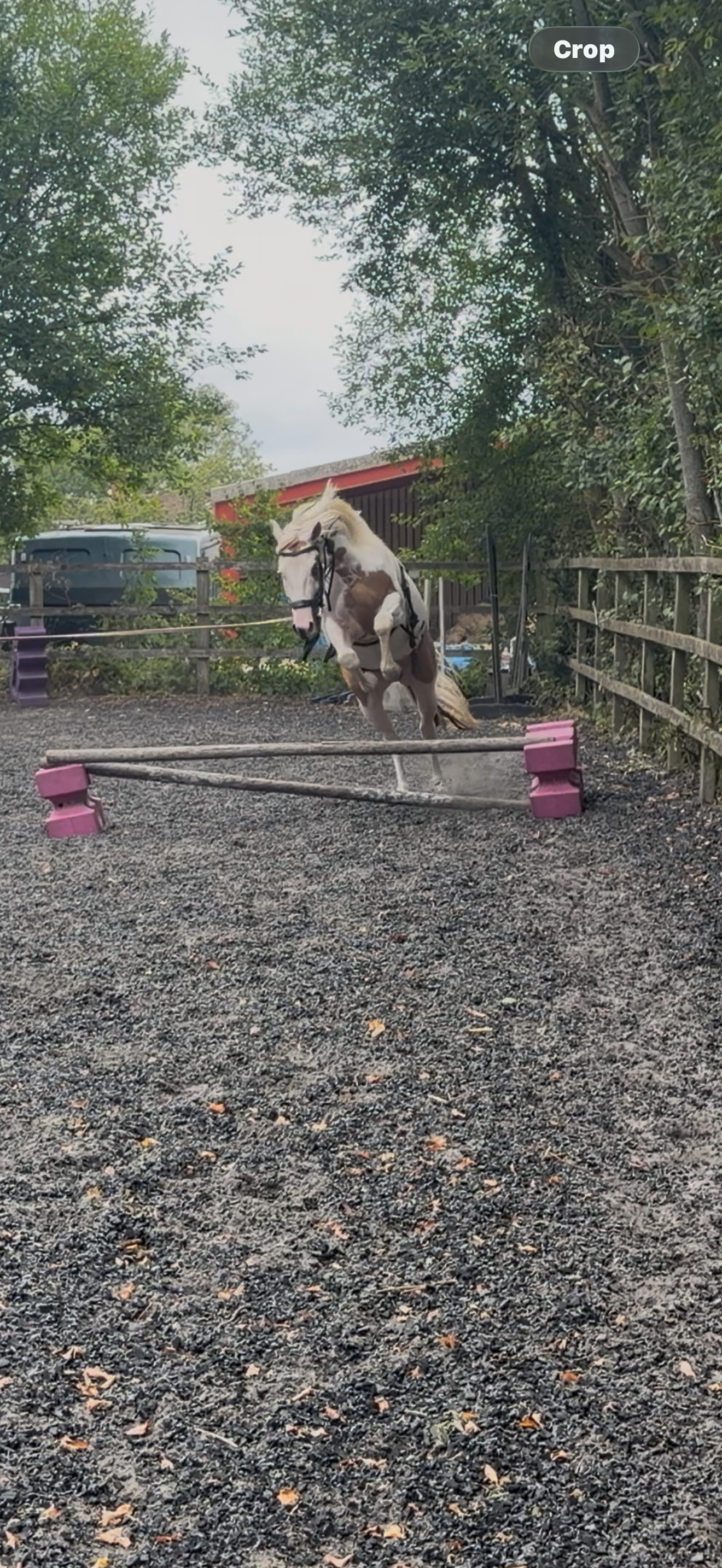 Rainham "Trilby " Red Dun Gelding Coloured