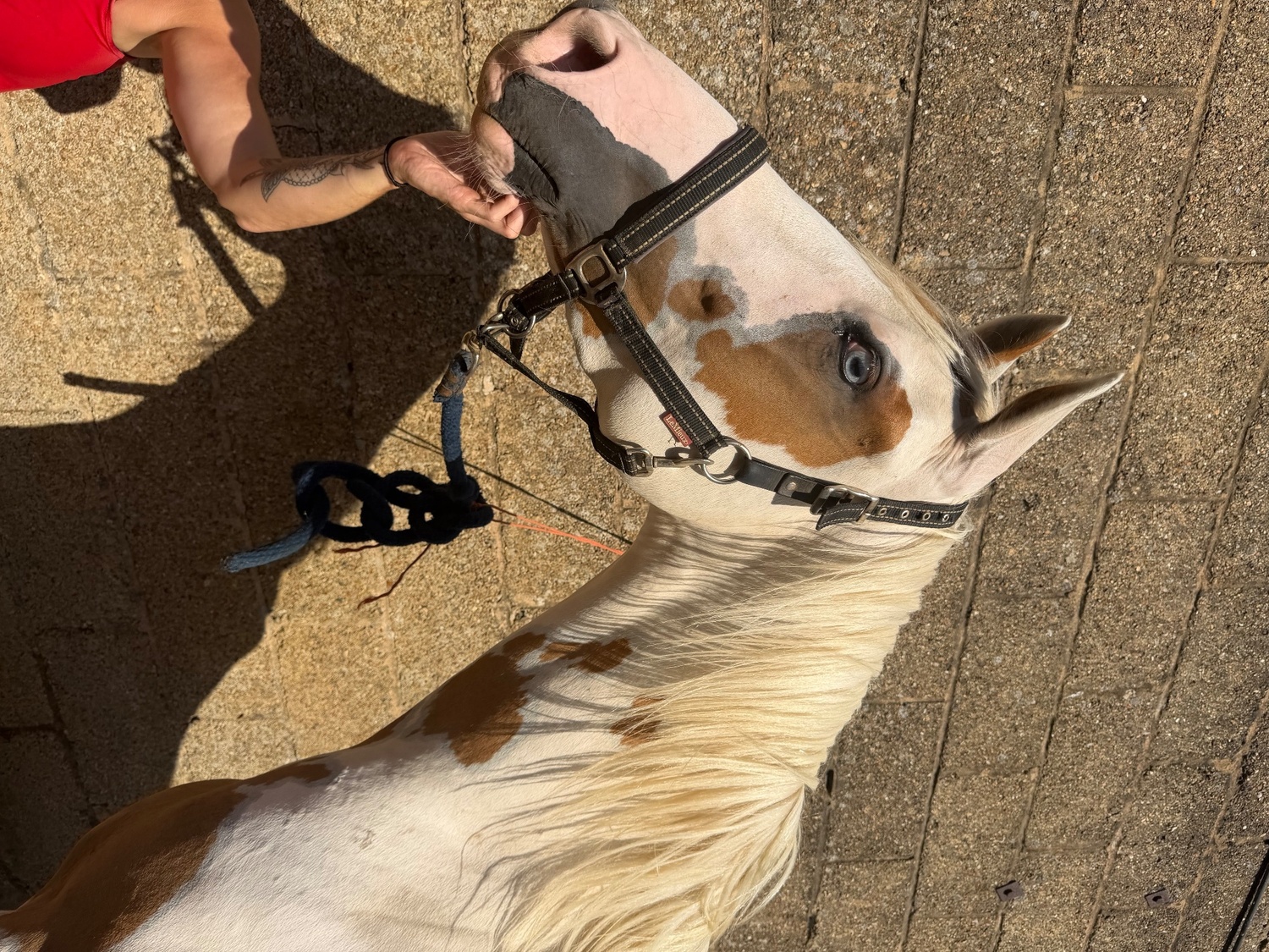 "Trilby " Red Dun Gelding Coloured - Horses