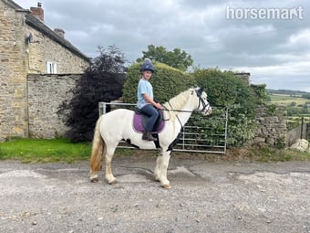 "Matilda " Piebald Mare Pony Club Pony