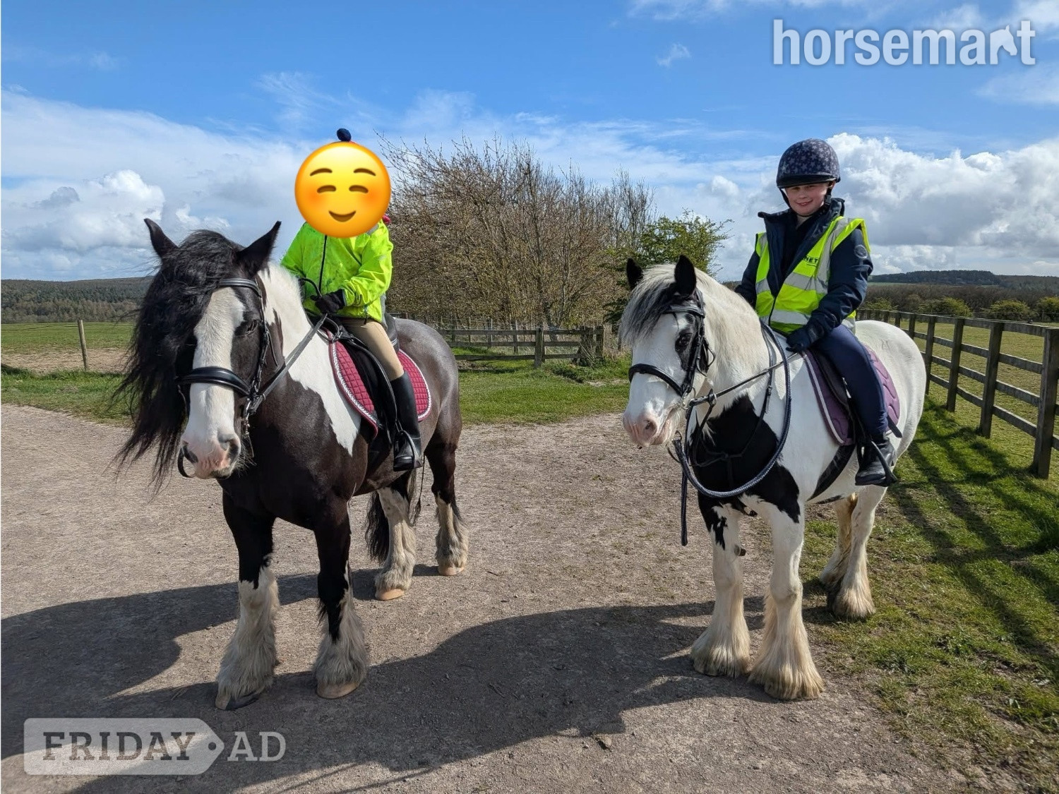 "Matilda " Piebald Mare Pony Club Pony - Horses in Bishop Auckland
