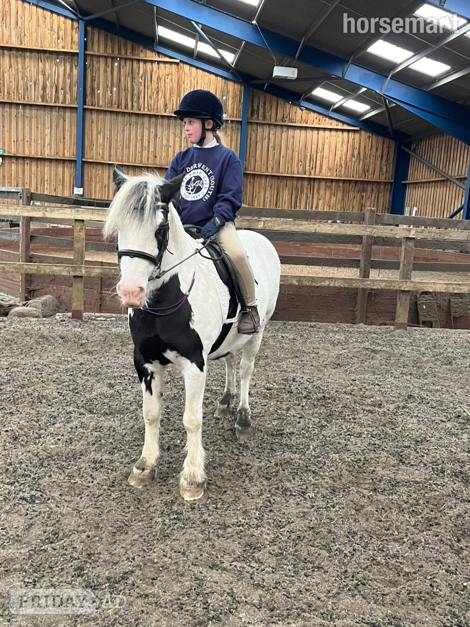 "Matilda " Piebald Mare Pony Club Pony