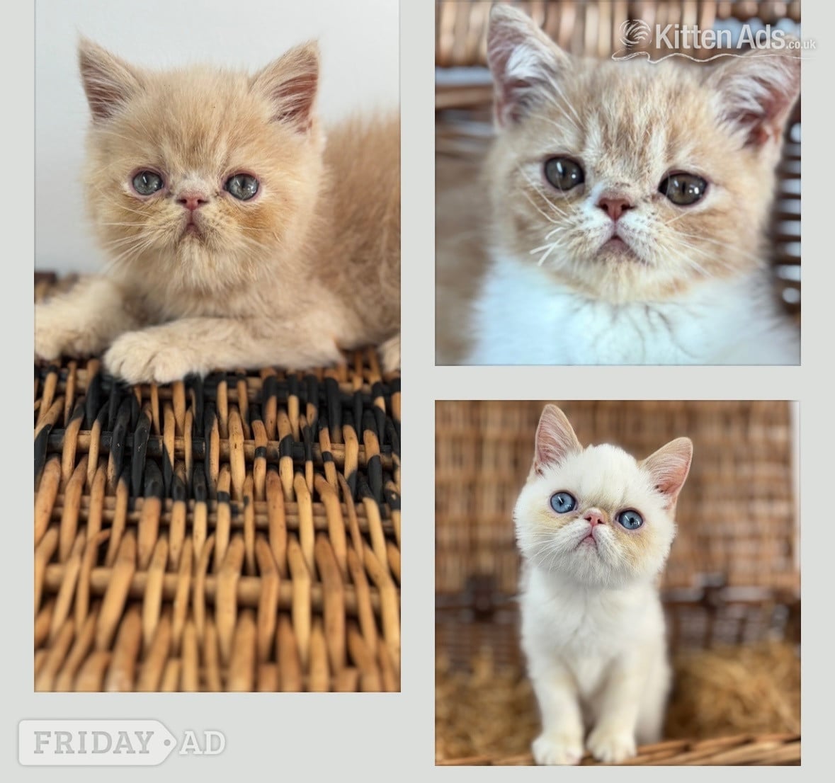 high quality exotic kittens  in Nottingham