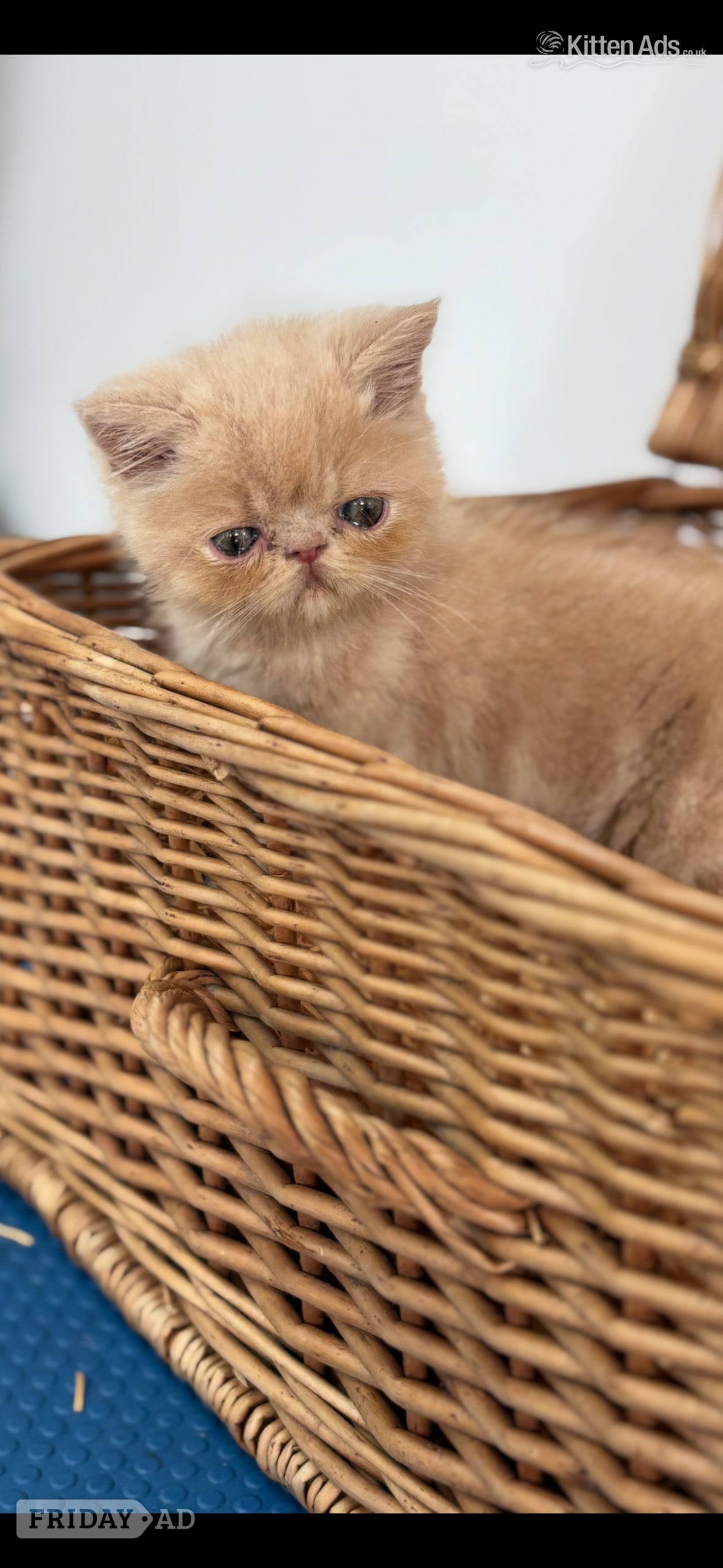 high quality exotic kittens 